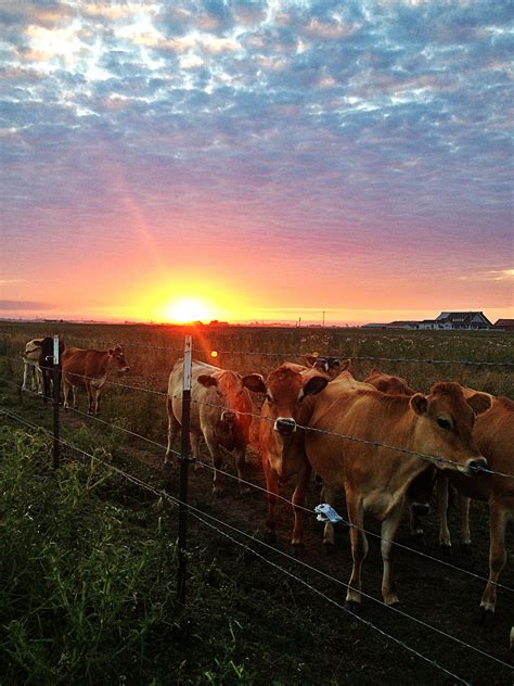 sunset in a small cow town Small Cow, Homestead Farm, Farming, Homesteading, Towns, Purpose ...