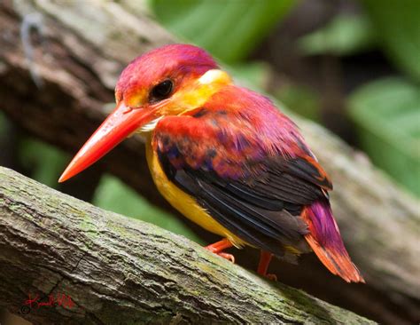 SOUTH EAST ASIA BIRDS - Malaysia birds paradise: Oriental Dwarf Kingfisher