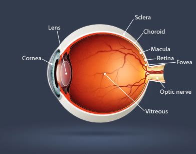 Anatomy of the Eye - Parts of the Eye Explained - Retinal Eye Care