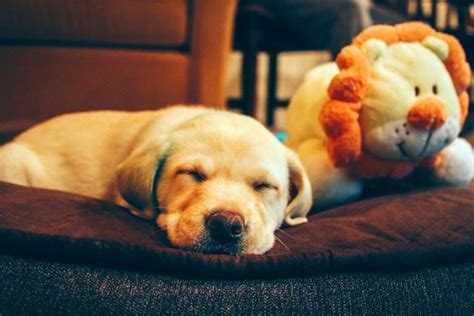 Golden Retriever Sleeping Habits | Pet BLoG