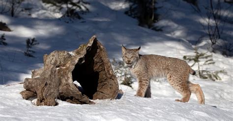 Lynx Numbers Are in Decline in the West - The New York Times