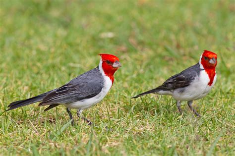 Red-crested Cardinal (Paroaria coronata)