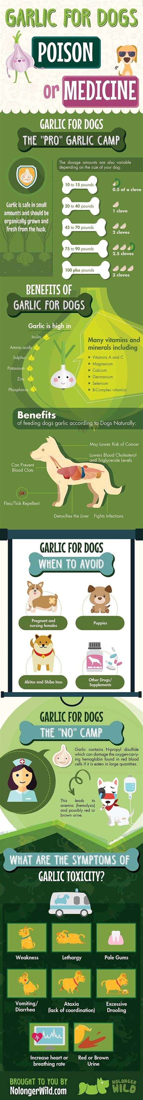 Garlic for Dogs: Poison or Medicine? [Advice from Experts] - Nolonger Wild