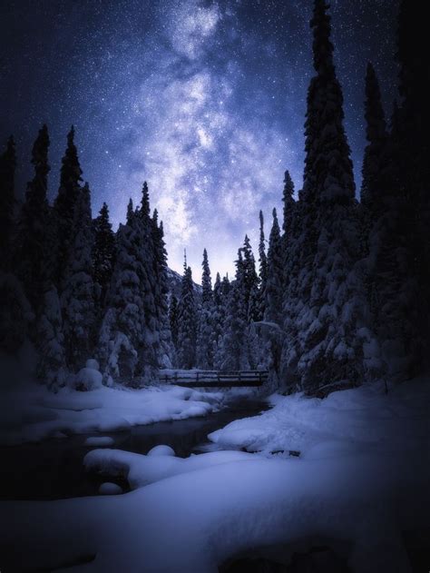 snow covered pine trees during nighttime | Night landscape, Landscape ...