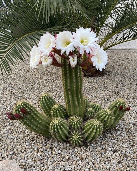 Cactus flowers are the best flowers : r/phoenix