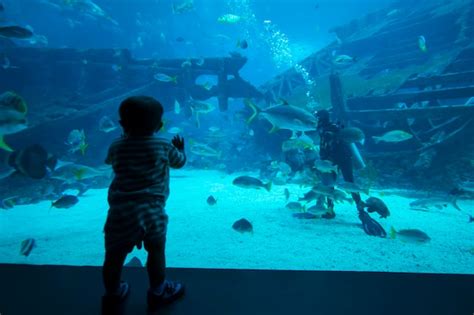 Premium Photo | Singapore. february 15, 2018: image of baby boy looking at a diver feeds fish in ...