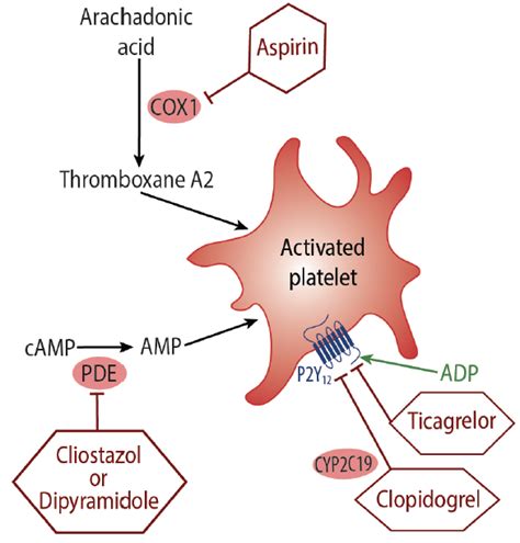 Aspirin Mechanism Of Action