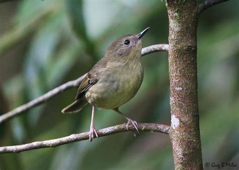 Unique animals of the Atherton Tablelands - Atherton Tablelands