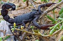 Fattail scorpion - Simple English Wikipedia, the free encyclopedia