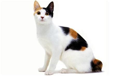 Korean Cat Breeds: A Quick Overview - Kitty Devotees