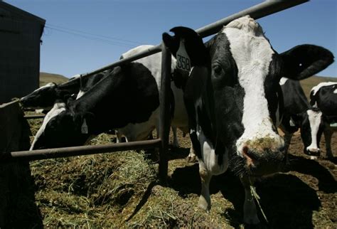 Sustainable Ag: A View from the Field: Now is the Time to Moo-ve Forward with Planting a New ...