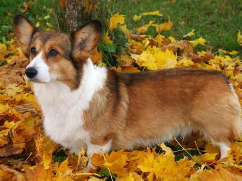 Accepted Colours in the Pembroke Welsh Corgi | Pembroke Welsh Corgi ...