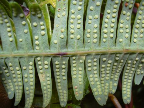 Staghorn fern propagation growing staghorn fern plants – Artofit