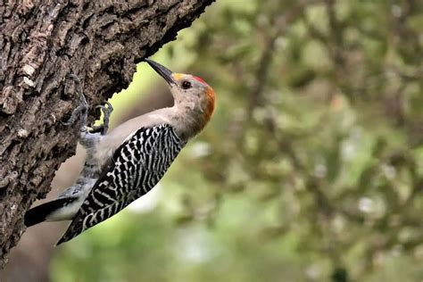 17 Woodpecker Species of North America (Pictures) - Bird Feeder Hub