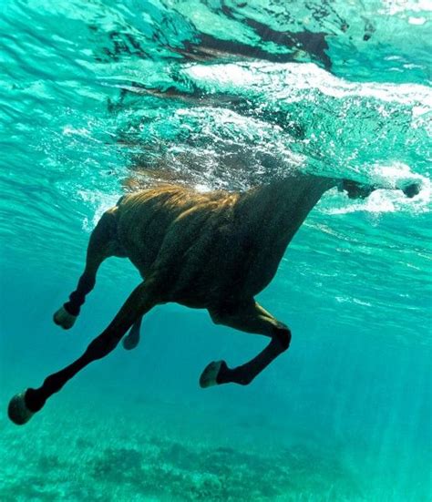 Kurt Arrigo | Horses, Beautiful horses, Pretty horses