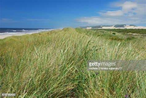 Florence Sand Dunes Photos and Premium High Res Pictures - Getty Images