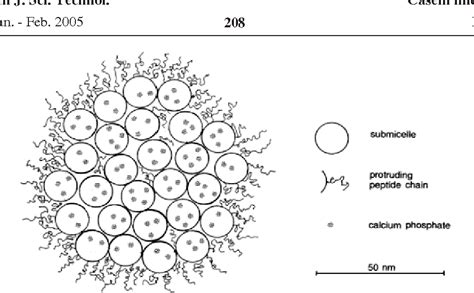 Figure 7 from Casein micelle structure: a concise review | Semantic Scholar