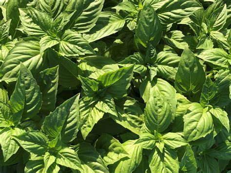 Downy mildew-resistant basil varieties now available - Vegetable Growers News