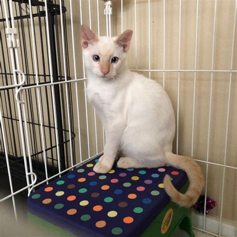 Cat for adoption - Tyler - Kuykendahl Petsmart , a Siamese in Spring, TX | Petfinder