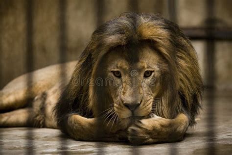 Lion in cage stock image. Image of mammal, africa, human - 5625091