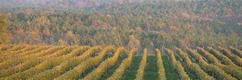 Blenheim Vineyards - Virginia Wine