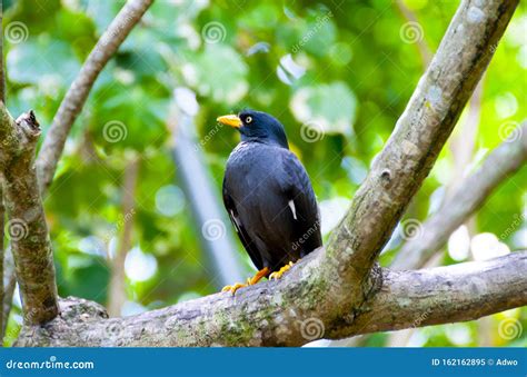 Javan Myna stock image. Image of environment, nature - 162162895