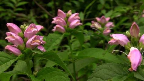 Summer Wildflowers, Great Smoky Mountains National Park - YouTube