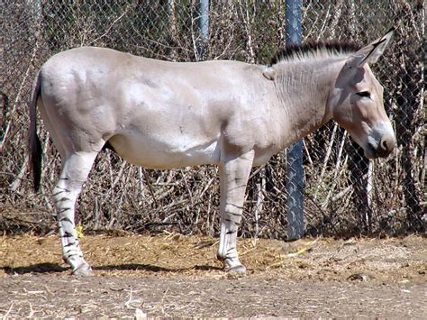 Equus africanus - Earth.com