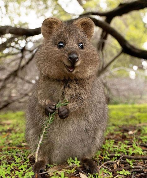 Quokka is native to small Islands off the Coast of Western Australia | Quokka animal, Funny ...