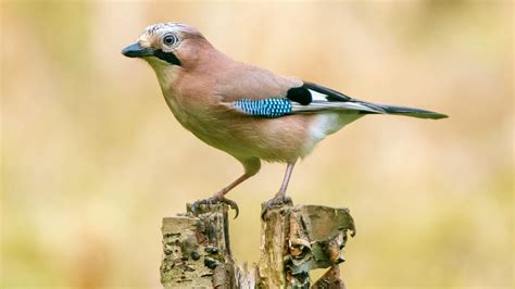 Jay (Garrulus glandarius) - British Birds - Woodland Trust