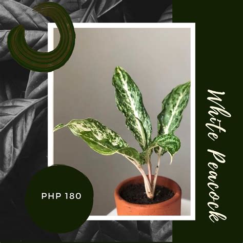 INDOOR/ ORNAMENTAL PLANTS: AGLAONEMA, CALATHEA, ALOCASIA, HOMALOMENA, Furniture & Home Living ...