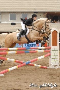 Hungarian Warmblood, Jumping and a warmblood. a match made in heaven ...