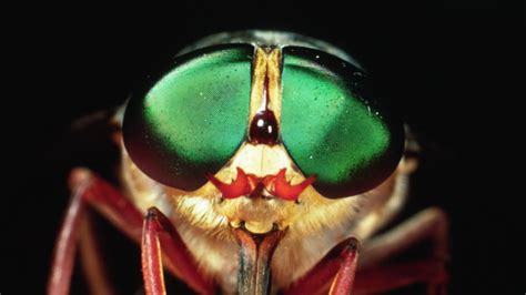 Control of biting flies inhabiting beaches along the east coast of the United States | Experiment