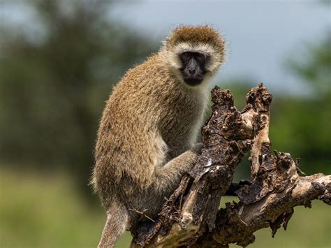 Lake Manyara National Park - Sensation of Africa