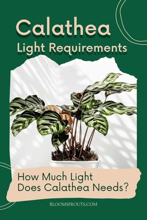 Calathea Light Requirements: How Much Light Does It Need?