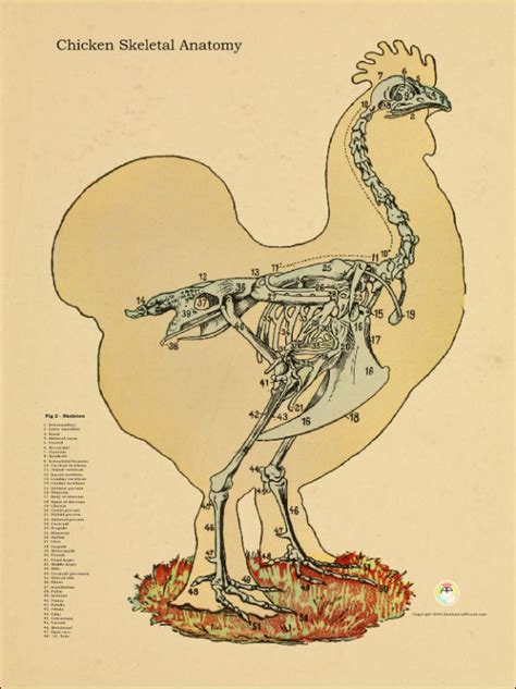 Chicken Skeletal Anatomical Chart