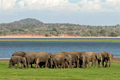 The Elephant Gathering at Minneriya National Park - Marvellous Sri Lanka