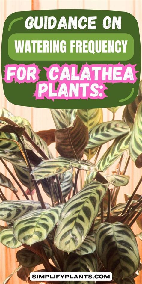 How Often To Water Calathea: Guidance On Watering Frequency For ...