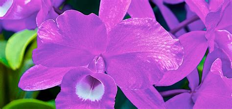 Costa Rica National Flower - The Exquisite Guaria Morada