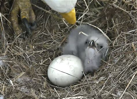 Oh babies! Second bald eagle hatches Sunday (Photos) - WTOP News