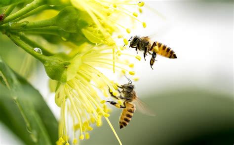 An Irish firm on a mission to save the bees
