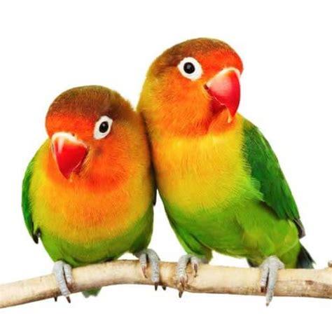 Buy Fischer Love birds for Sale in Pakistan / Online Bird Store 2023 - Taj Birds