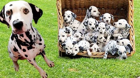 Dalmatians Giving Birth To 14 Cute Dalmatian Pups- Dalmatian Puppies ...