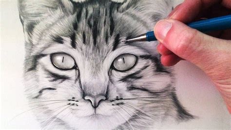 Realistic Cat Head Drawing