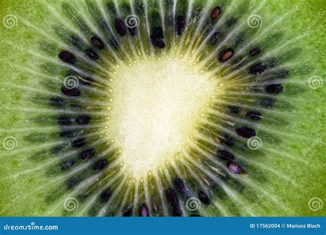 Slice of kiwi stock photo. Image of vitamin, fruit, freshness - 17562004