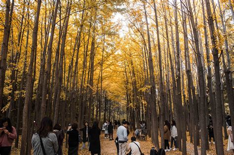 Bask in the Grandeur of Seoul's Autumn At These Spots No One Told You About