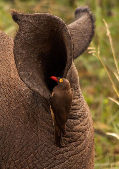 Oxpecker and Rhino Ear by PhilippeduPreez on DeviantArt