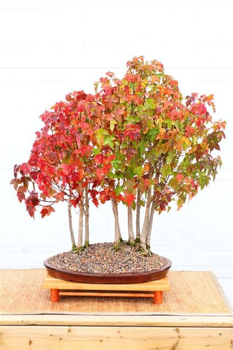 amur maple | Bonsai seeds, Bonsai trees for sale, Maple tree seeds