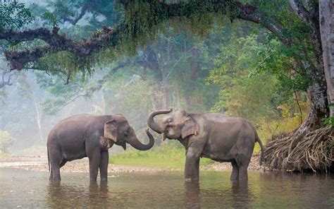 Xishuangbanna Wild Elephant Valley – China Highlights