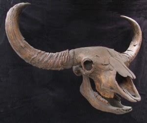 Bison Skull - Gaston Design, Inc.